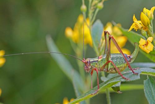 Barbitistes serricauda